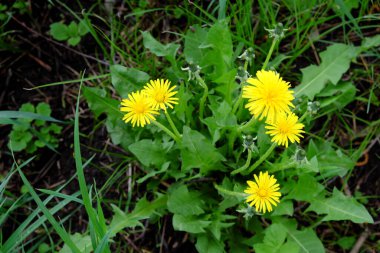 Gölgede büyüyen küçük bir karahindiba çalısı..