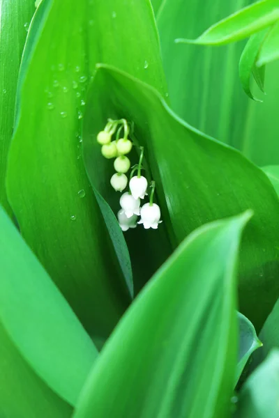 Vadi Çiçeğinin Yapraklarındaki Çiy Damlaları — Stok fotoğraf