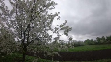 Çiçek açan kiraz, bulutlu bir bahar gününde bahçenin yanında yetişir. Rüzgarda sallanan bir ağaç. Zaman Uygulaması.