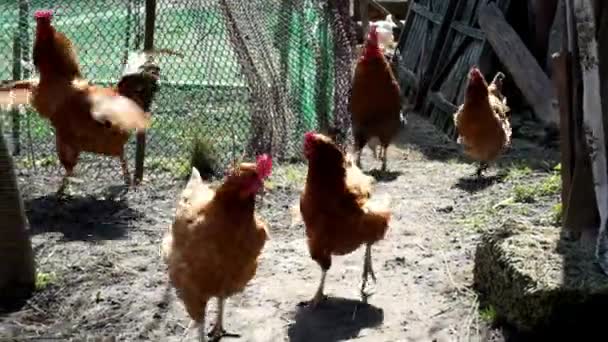 田舎の庭の鶏の間を赤い顔の鶏が歩いている — ストック動画