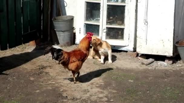 Beau Coq Rouge Promène Dans Une Pauvre Cour Village Chiot — Video