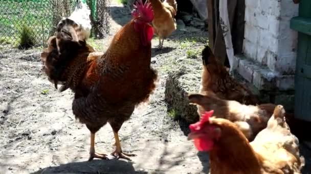 Un coq roux marche parmi les poules dans une cour rurale. Un coq bat des ailes. Mouvement lent .