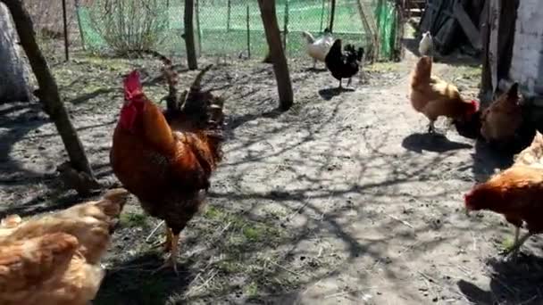 Gallo Cara Roja Camina Entre Gallinas Patio Rural Gallo Aletea — Vídeo de stock