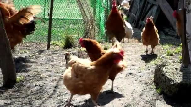 田舎の庭で鶏の間を赤い顔の雄鶏が歩いている スローモーション — ストック動画
