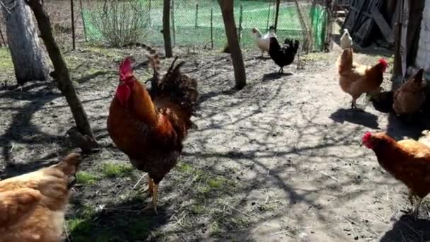田舎の庭で鶏の間を赤い顔の雄鶏が歩いている 雄鶏が羽をはねる スローモーション — ストック動画