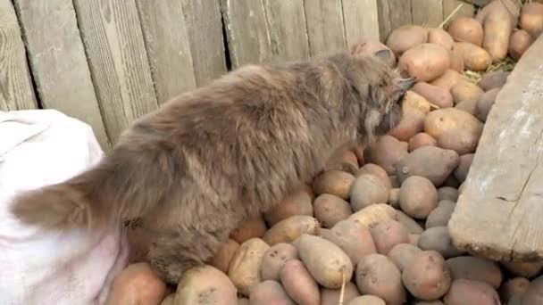 ふわふわの灰色の猫がジャガイモの区画を歩く — ストック動画
