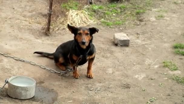 Pequeno Cão Brincalhão Sela Seus Pés Lugar Animal Numa Cadeia — Vídeo de Stock