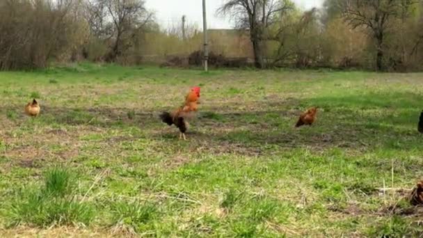 Krásný Červený Kohout Zamává Křídly Šťouchne Tlapkou Země Slepice Louce — Stock video