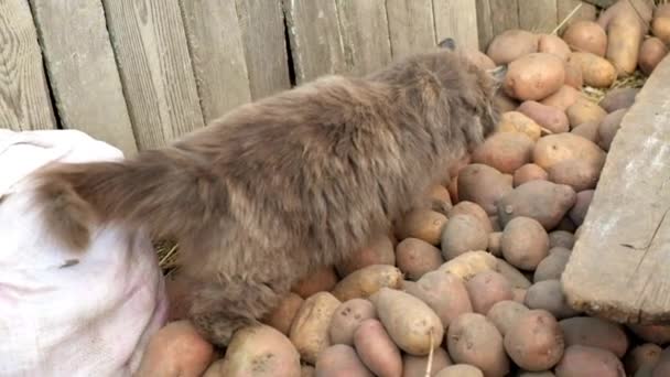 Baharda Çiçek Açan Böğürtlen Çalısı Çalıların Dalları Rüzgarda Sallanıyor — Stok video