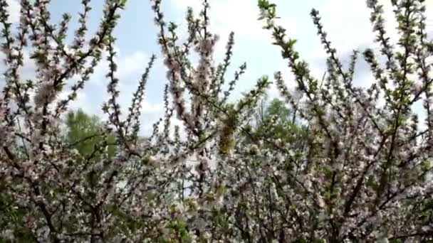 春に果実ブッシュを咲かせます 風に揺れる茂みの枝 — ストック動画