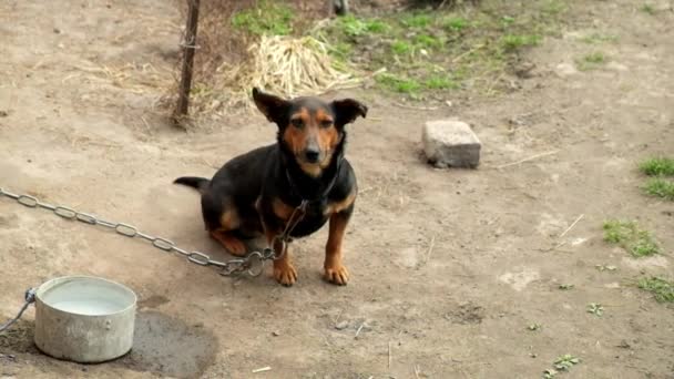 Невеликий Грайливий Собака Штампує Ноги Місці Тварина Ланцюжку Повільний Рух — стокове відео