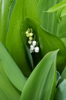 Vadi çiçeğinin yapraklarındaki çiy damlaları.
