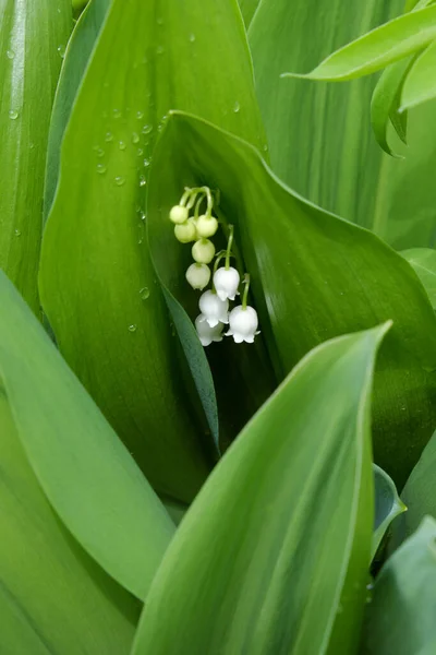 Des Gouttes Rosée Sur Les Feuilles Lis Fleur Vallée — Photo