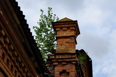 Eski bir binanın çatısında küçük bir huş ağacı yetişiyor..