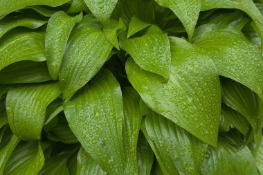 Yeşil bir yaprağın üzerindeki çiy damlaları. Arkaplan olarak nemli yaprak.