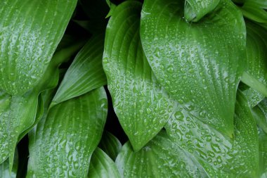 Yeşil bir yaprağın üzerindeki çiy damlaları. Arkaplan olarak nemli yaprak.