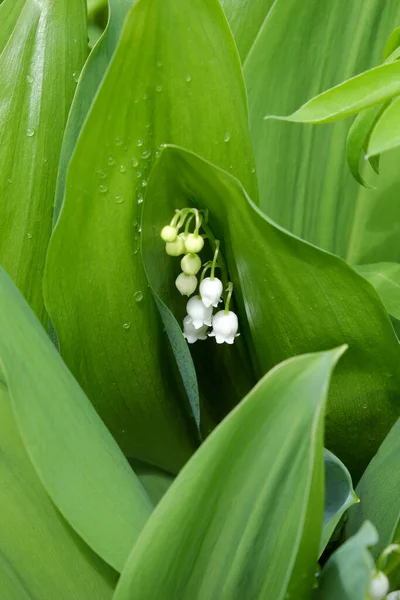 Drops Dew Leaves Lily Valley Flower — Stock Photo, Image