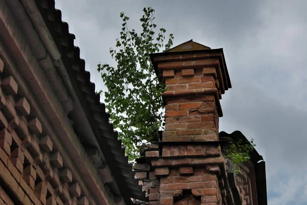 小桦树长在一座旧建筑物的屋顶上 — 图库照片