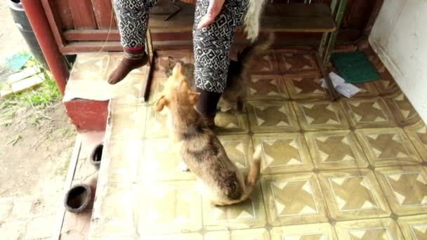 Hostess Pats Dog Head Fluffy Gray Cat Looking Them Slow — Stock Video