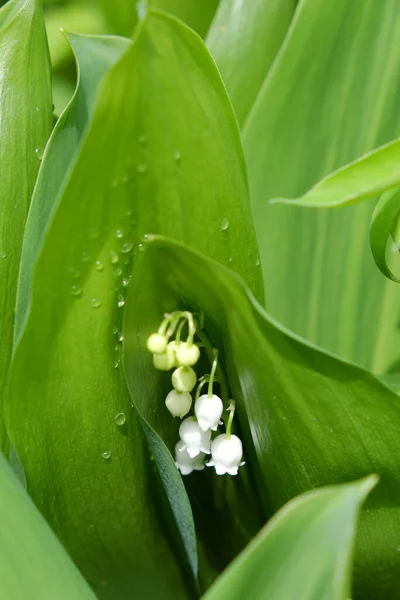 Drops Dew Leaves Lily Valley Flower — Stock Photo, Image