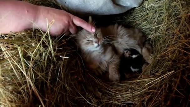 Kvinna Smeker Fluffig Katt Med Fingret Nyfödda Kattungar Ligger Nära — Stockvideo