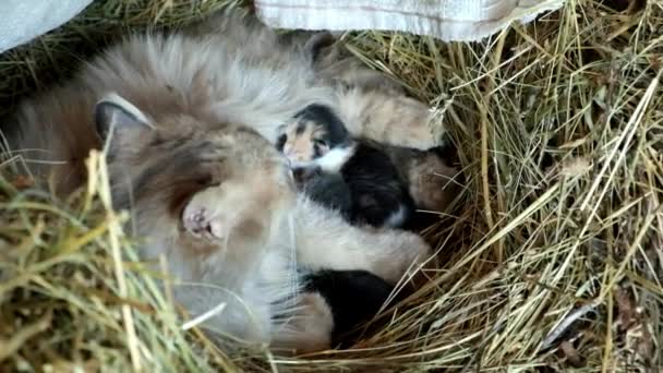 几只小猫咪躺在猫妈妈旁边的干草里 — 图库视频影像