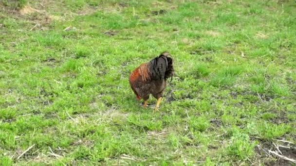 牧草地で昆虫を探している美しいモトリー鶏 スローモーション — ストック動画