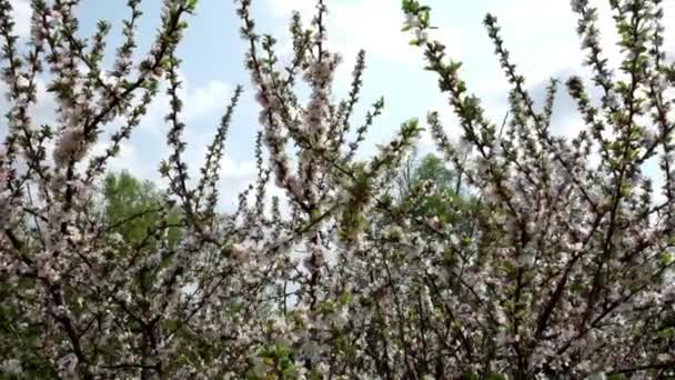 春に果実ブッシュを咲かせます 風に揺れるブッシュの枝 スローモーション — ストック動画