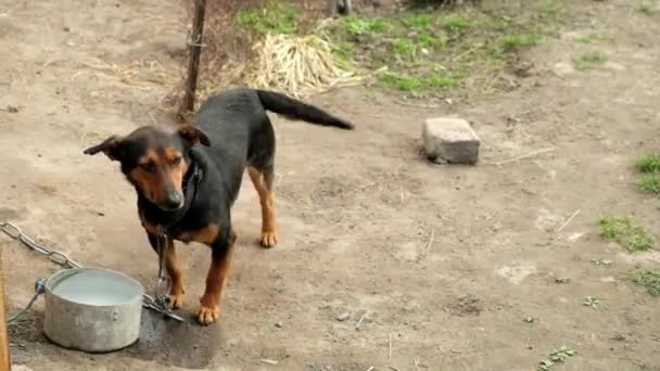 Παιχνιδιάρικο Σκυλί Κουνάει Γρήγορα Την Ουρά Του Σκύλος Αλυσίδα — Αρχείο Βίντεο