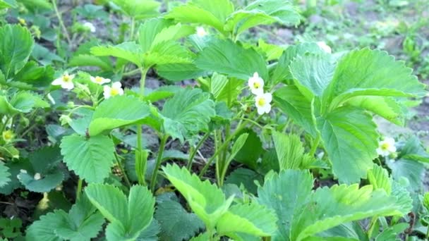 Blommande Jordgubbsbuskar Svajar Vinden — Stockvideo