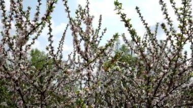 Baharda çiçek açan böğürtlen çalısı. Çalıların dalları rüzgarda sallanıyor. Yavaş çekim.