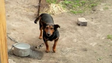 Oyuncu köpek hızla kuyruğunu sallıyor. Zincire vurulmuş köpek. 