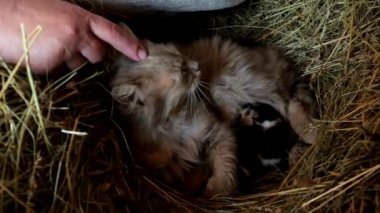 Bir kadın, kabarık bir kediyi parmağıyla okşuyor. Yeni doğmuş kedi yavruları annelerinin yanında yatıyor.. 