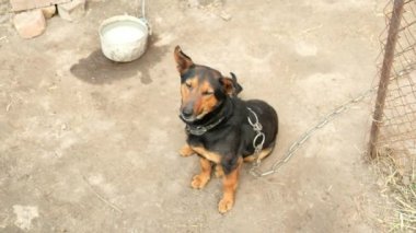 Küçük komik bir köpek pençelerini çırpıyor ve esniyor. Zincire vurulmuş bir hayvan. Yavaş çekim.