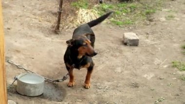 Oyuncu köpek hızla kuyruğunu sallıyor. Zincire vurulmuş köpek. 