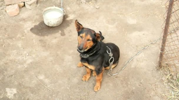 Cãozinho Engraçado Bate Patas Bocejos Animal Acorrentado Movimento Lento — Vídeo de Stock