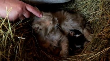 Bir kadın, kabarık bir kediyi parmağıyla okşuyor. Yeni doğmuş kedi yavruları annelerinin yanında yatıyor. Yavaş çekim.