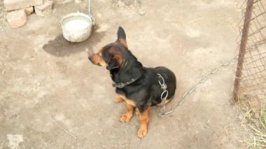Oyuncu köpek kuyruğunu hızla sallar. Zincire vurulmuş köpek. Yavaş çekim.