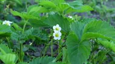 Çiçekli çilek çalısı rüzgarda sallanıyor. Yavaş çekim.