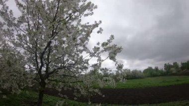 Çiçek açan kiraz, bulutlu bir bahar gününde bahçenin yanında yetişir. Rüzgarda sallanan bir ağaç. Zaman Uygulaması.