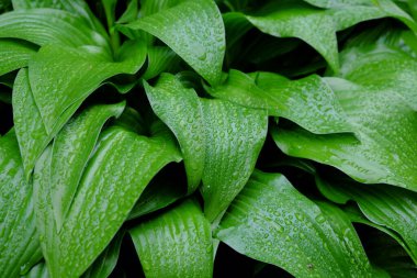 Yeşil bir yaprağın üzerindeki çiy damlaları. Arkaplan olarak nemli yaprak.