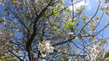 Çiçekli bir kiraz ağacı güneşli bir günde rüzgarın esintileri altında sallanır. Zaman Uygulaması.