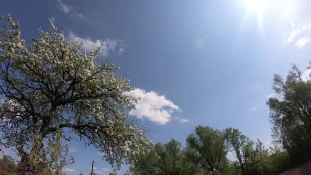 美しい開花梨の木 雲が空を横切って動いている 時間の経過 — ストック動画