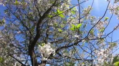 Çiçekli bir kiraz ağacı güneşli bir günde rüzgarın esintileri altında sallanır. Zaman Uygulaması.