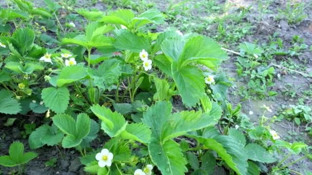 風にイチゴの茂みの茂みを開花させます スローモーション — ストック動画