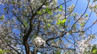 Çiçekli bir kiraz ağacı güneşli bir günde rüzgarın esintileri altında sallanır. Zaman Uygulaması.