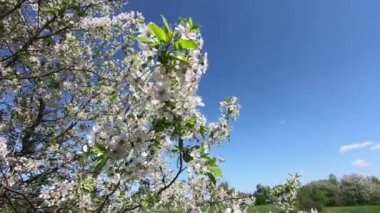 Çiçek açan kiraz ağacı dalları rüzgarda sallanıyor. 