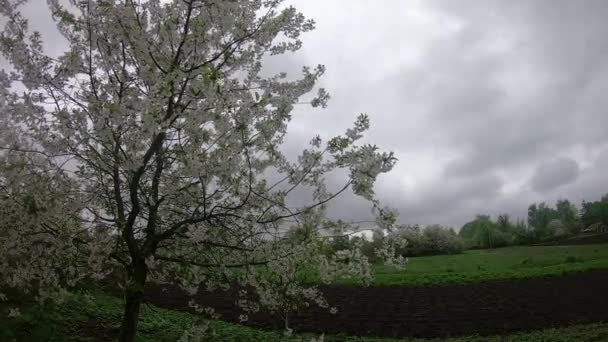 Cereja Florescente Cresce Perto Jardim Dia Nublado Mola Uma Árvore — Vídeo de Stock