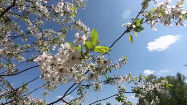 Des Branches Florissantes Cerisier Poussent Dans Vent — Video