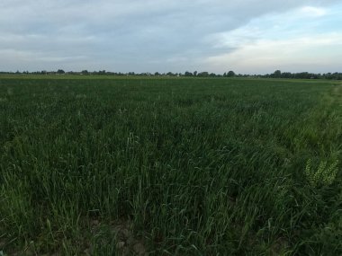 Otlar akşamları rüzgarda sallanıyor. Tarlada alacakaranlık. Manzara.